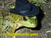 /home//u458753944/public_html/sourcegallery//////////////Frogs/More bullfrogs/P8170152.JPG